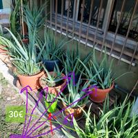 Piante di Aloe