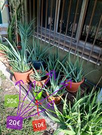Piante di Aloe