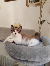 Gattina Munchkin femmina
