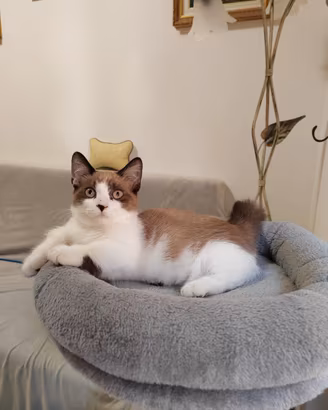 Gattina Munchkin femmina