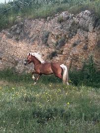 Haflinger