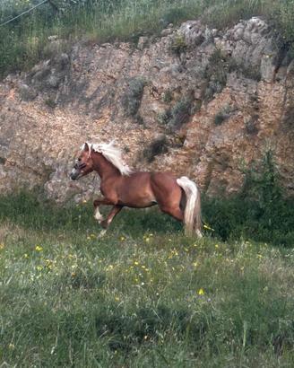 Haflinger