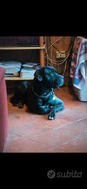 Cane corso disponibile per monta