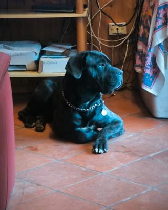 Cane corso disponibile per monta