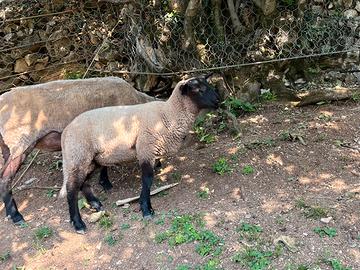 Agnello suffolk