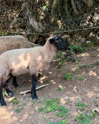 Agnello suffolk