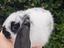 Immagine 4