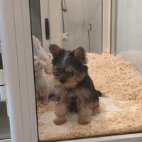 Yorkshire terrier