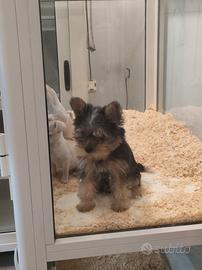 Yorkshire terrier