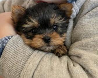 Yorkshire femmina mini