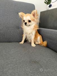 Chihuahua maschietto pedigree ENCI