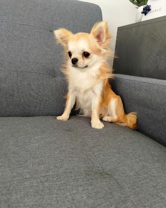 Chihuahua maschietto pedigree ENCI