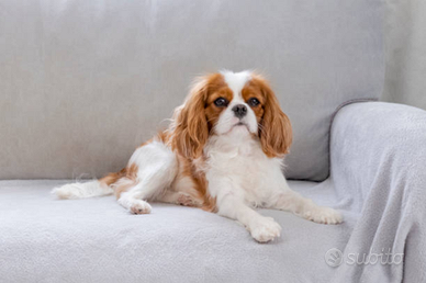 Cavalier king
