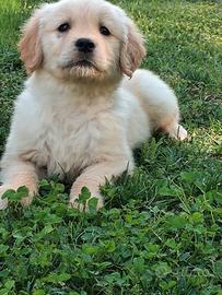 Golden retriever