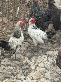 Galline nane