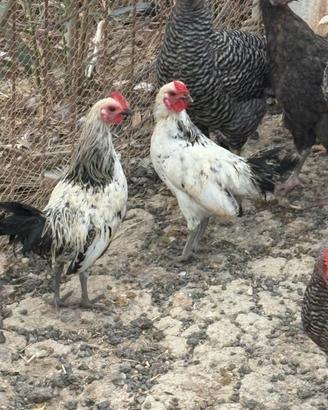 Galline nane