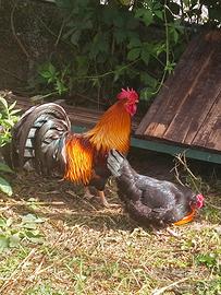 gallo
