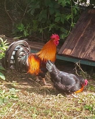 gallo