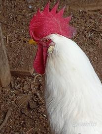 Siciliana coronata e livornese