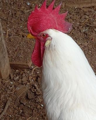 Siciliana coronata e livornese