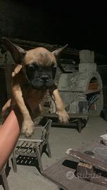 Buldog francese