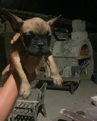 Buldog francese