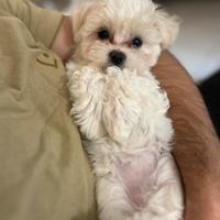 Maltese
