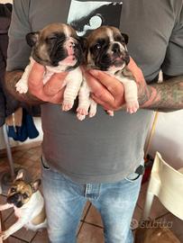 Bulldog francese