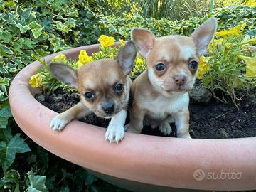 Chihuahua cuccioli e adulti con microchip
