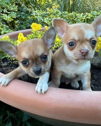 Chihuahua cuccioli e adulti con microchip