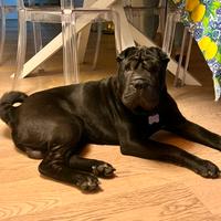 Shar Pei maschio disponibile per accoppiamento