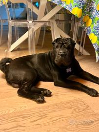 Shar Pei maschio disponibile per accoppiamento