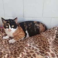 Olimpia