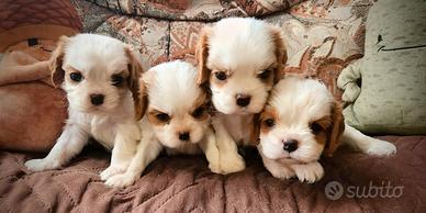 Cuccioli Cavalier King con pedigree enci 