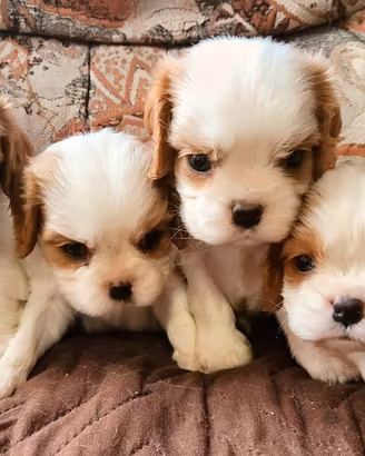Cuccioli Cavalier King con pedigree enci 