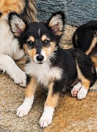 Pastore scozzese collie