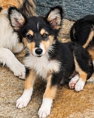Pastore scozzese collie