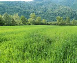 Terreno agricolo mq 11.400