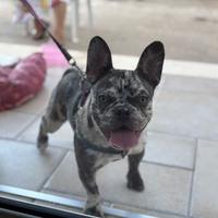 Bulldog francese merle