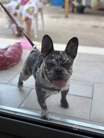 Bulldog francese merle