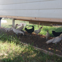 Galletti phoenix bianchi