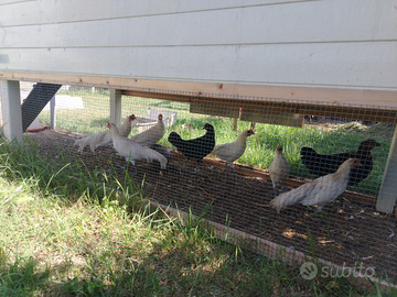 Galletti phoenix bianchi