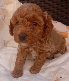 Cuccioli maltipo maschio