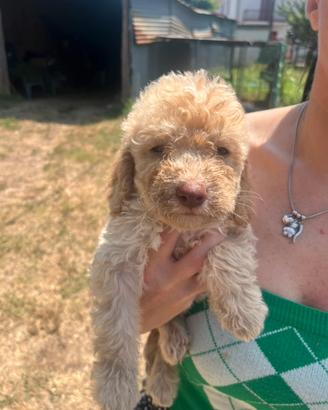 Cucciola di Lagotto