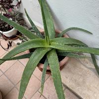 Aloe vera