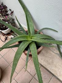 Aloe vera