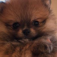 Cucciolo di spitz tedesco nano. ( pomerania)