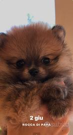Cucciolo di spitz tedesco nano. ( pomerania)