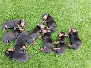 Cuccioli rottweiler