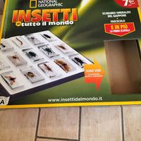 Insetti da collezione